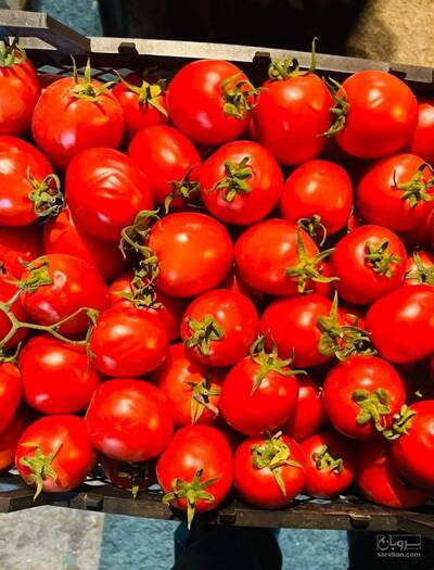 حق العمل کاری سعیدی