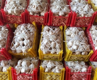 فروش سیر خشک