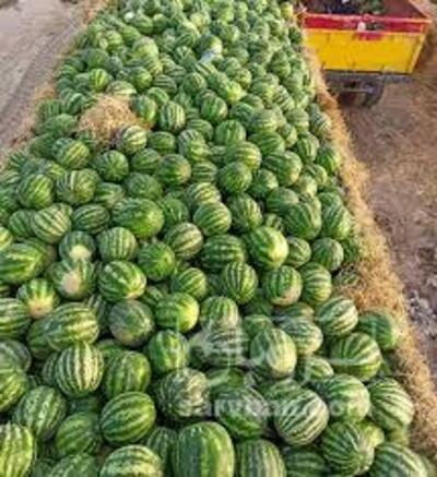 فروش هندوانه