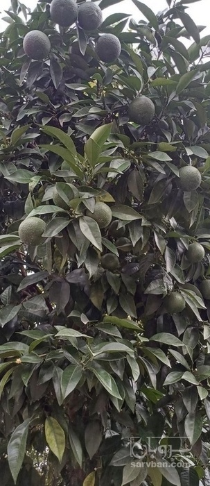فروش نارنج سردرختی