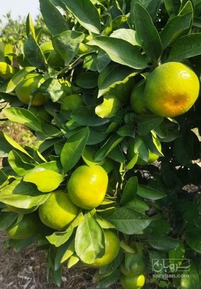 فروش نارنگی سردرختی