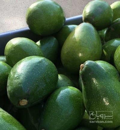 فروش اواکادو