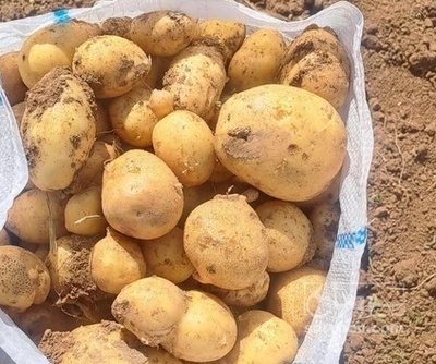 فروش سیب زمینی جلی