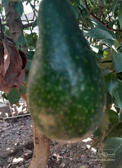 فروش اواکادو