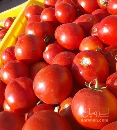 فروش گوجه فرنگی هوای ازاد