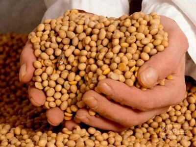فروش سویا