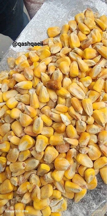 فروش ذرت علوفه ای