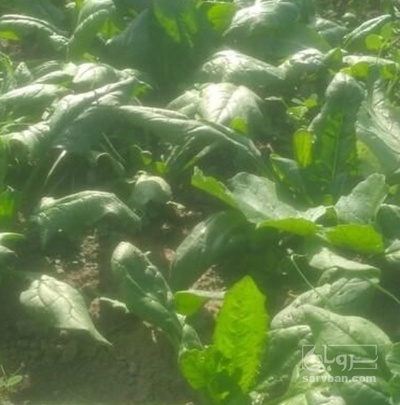 فروش اسفناج