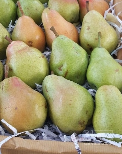 فروش گلابی دوشیز