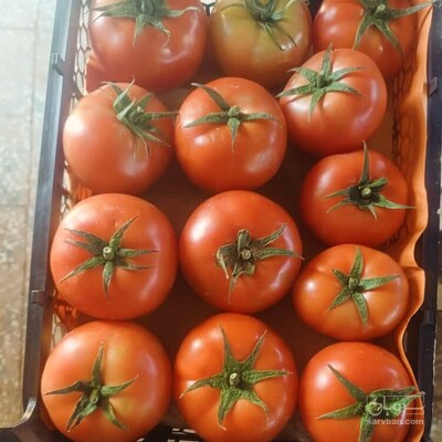 فروش گوجه فرنگی ۴۱۲۹