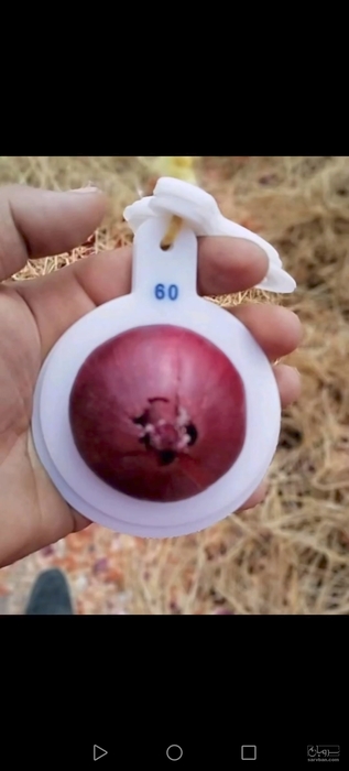 فروش پیاز قرمز ازبکستان مختص صادرات