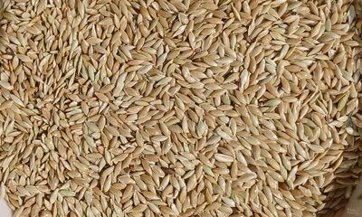 فروش تخم کتان