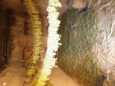 فروش چغندر لبو