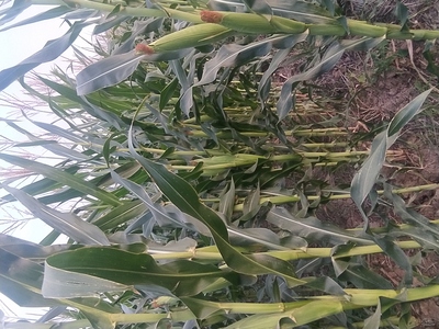 ذرت علوفه ای 703