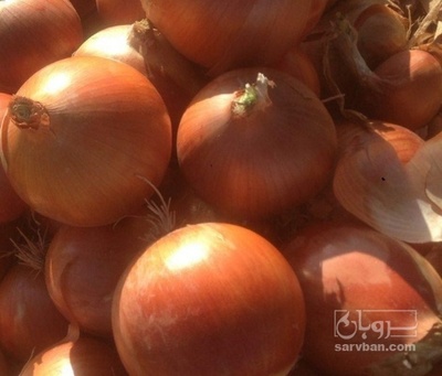 فروش پیاز زرد