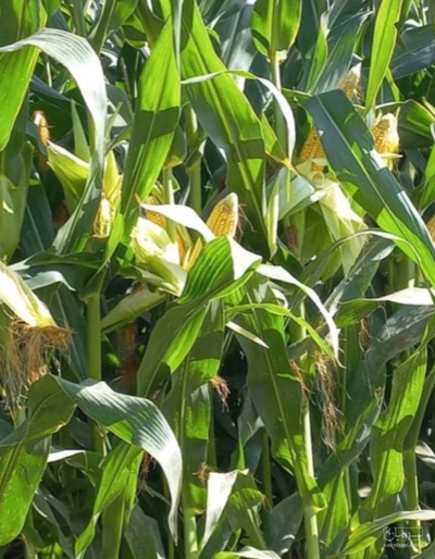 فروش چاپر ذرت - سیلاژ ذرت