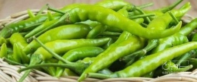 فروش فلفل سبز تند