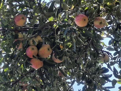 فروش سیب قرمز