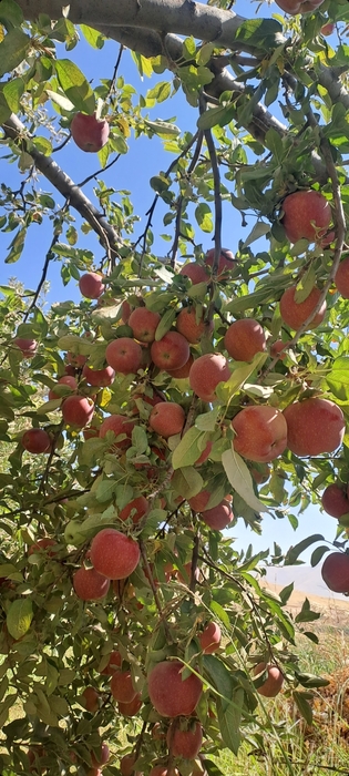 فروش سیب قرمز سردرختی