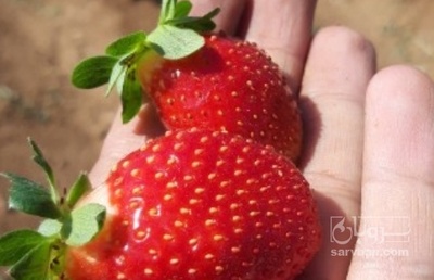 فروش توت فرنگی