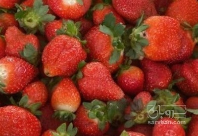 فروش توت فرنگی