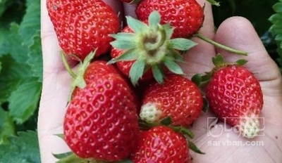 فروش توت فرنگی
