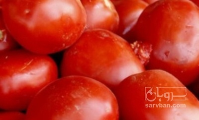 فروش گوجه فرنگی