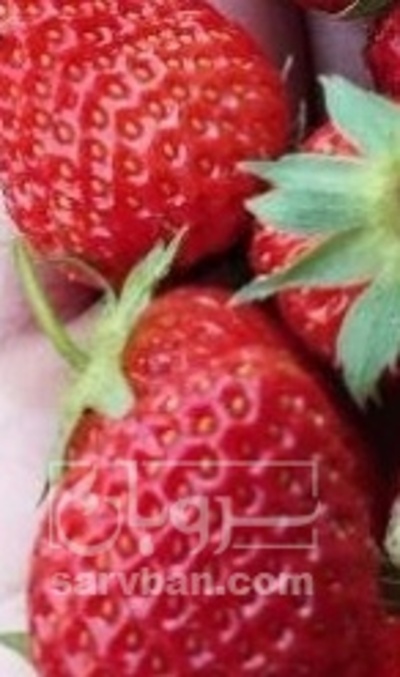 فروش توت فرنگی گلخانه ایی