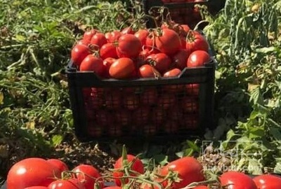 فروش گوجه فرنگی