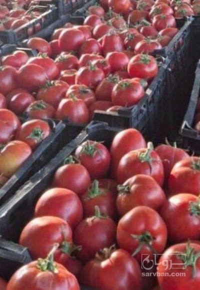 فروش گوجه فرنگی