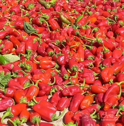 فروش فلفل قرمز تند
