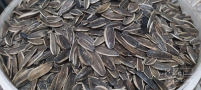 فروش تخمه آفتابگردان بود داده