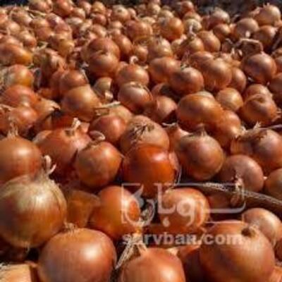 فروش پیاز زرد