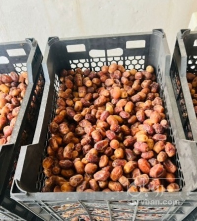 فروش خرما زاهدی