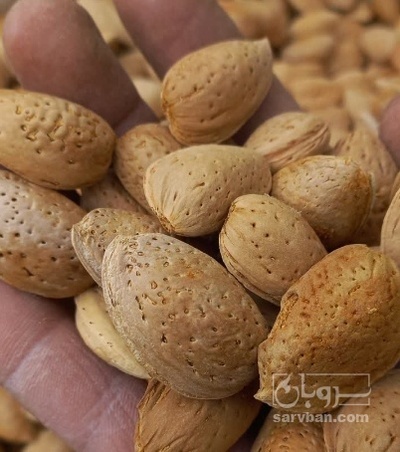 فروش بادام درختی