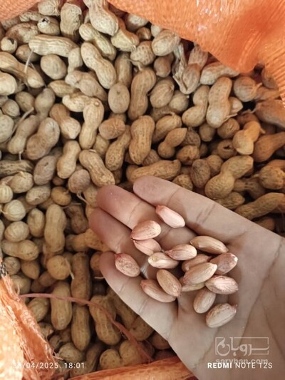 فروش بادام زمینی