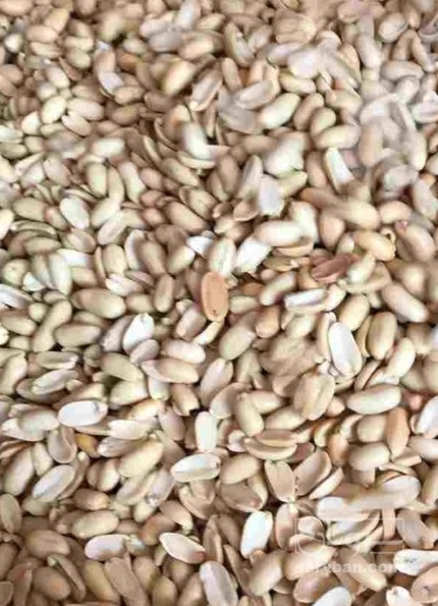 فروش بادام زمینی کره گیری