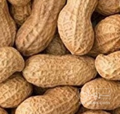 فروش بادام زمینی با قلاف