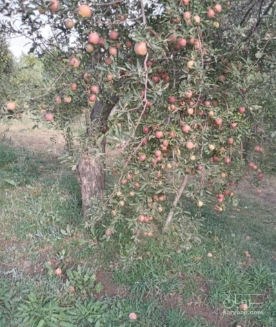 فروش سیب ضایعاتی