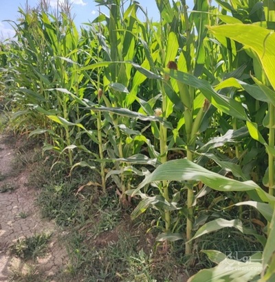 فروش ذرت علوفه ای