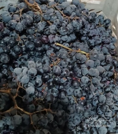 فروش انگور سیاه