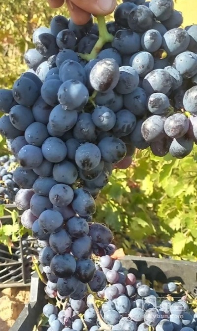 فروش انگور سیاه