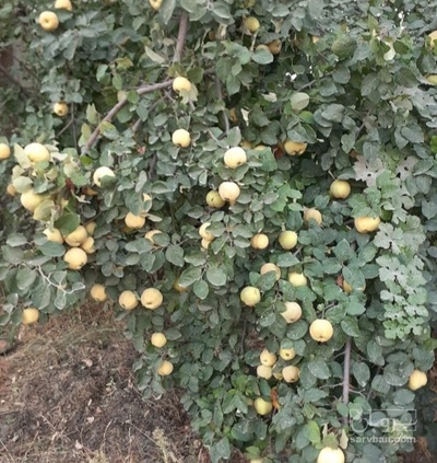 فروش به | سروبان