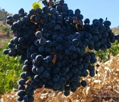 فروش انگور سیاه