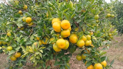 فروش نارنگی