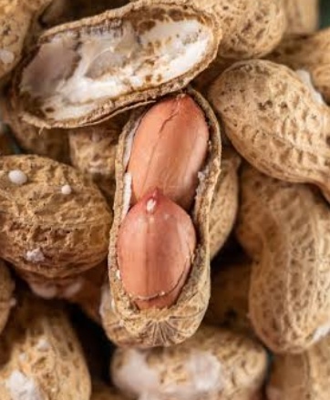 فروش بادام زمینی بی قلاف