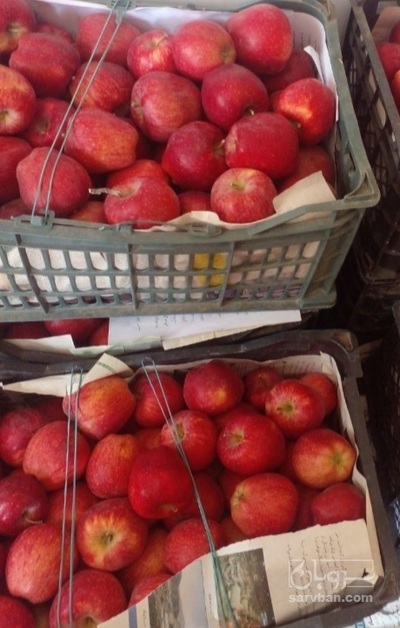 فروش سیب قرمز