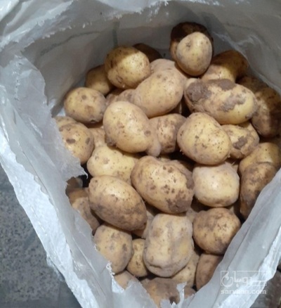 فروش سیب زمینی جلی