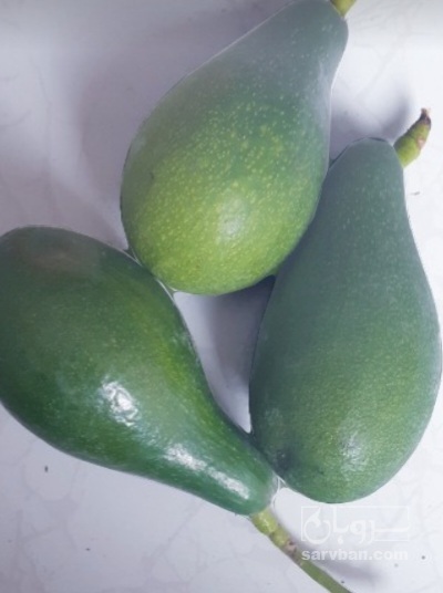 فروش آووکادو