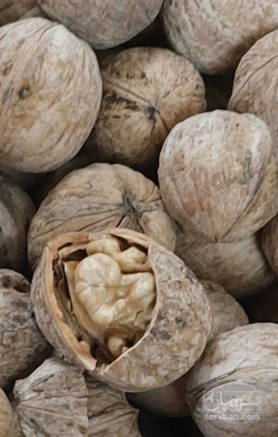 فروش گردو خشک